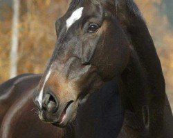dressage horse Candero (Bavarian, 2004, from Candillo Z)