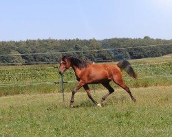 Springpferd AJ Marius ox (Vollblutaraber, 2020)