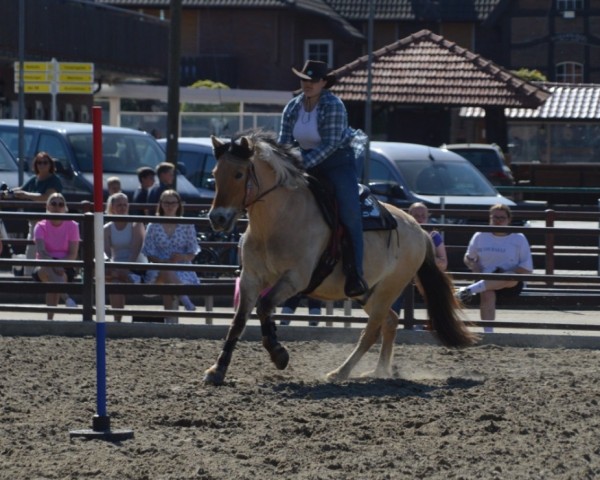dressage horse Haldix (Fjord Horse, 2013, from Hjellsohn)