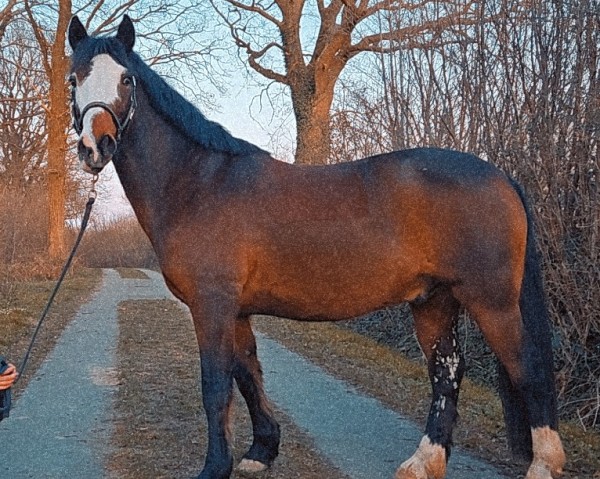 Pferd Pokerface des Quatre (Connemara-Pony, 2011, von King of Diamonds)