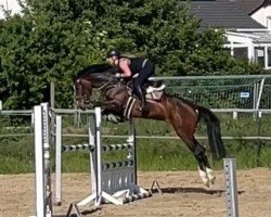 jumper Caleesi VSK (Oldenburg show jumper, 2020, from Chubakko)