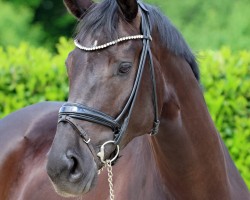 dressage horse Bluna 31 (Hanoverian, 2017, from Baccardi)