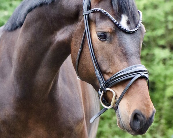 Dressurpferd Magic Milow (Hannoveraner, 2020, von E.H. Millennium) Dressurpferd Magic Milow (Hannoveraner, 2020, von E.H. Millennium)