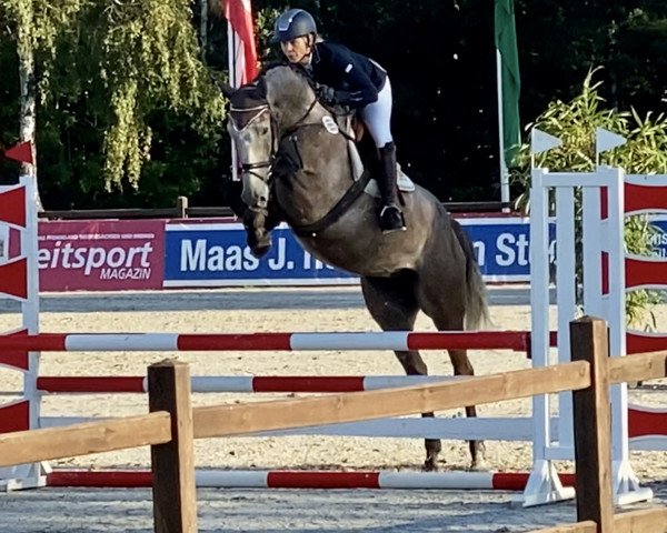 jumper Nacapitol de Reve ZD (Holsteiner, 2016, from Nabab de Rêve)