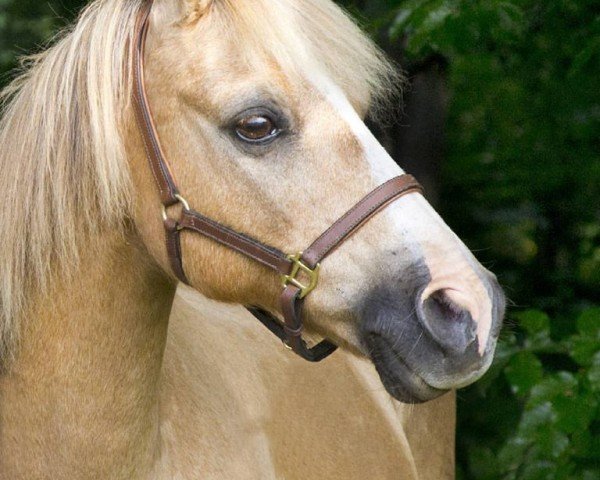horse Savannah (German Riding Pony, 2017, from Dancing Star)