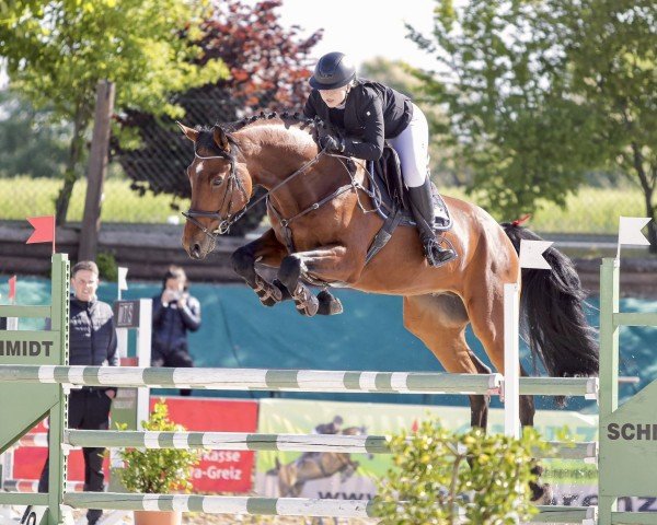 jumper Kazan D' Almé (Oldenburg show jumper, 2019, from Kazan Z)