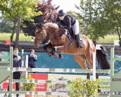 jumper Kazan D' Almé (Oldenburg show jumper, 2019, from Kazan Z)