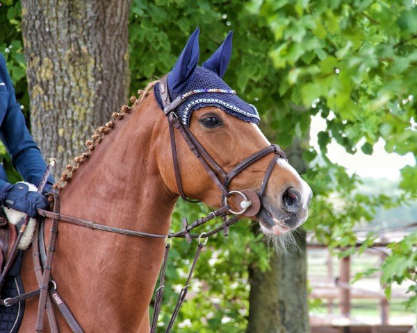 jumper Dancing Queen 235 (German Riding Pony, 2019, from Dreiklang AT NRW)
