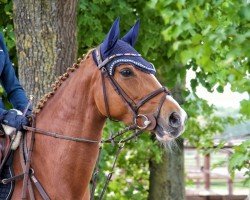 jumper Dancing Queen 235 (German Riding Pony, 2019, from Dreiklang AT NRW)