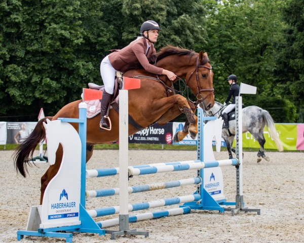 jumper Cero Gold (Oldenburg show jumper, 2021, from Cero Blue Tn)
