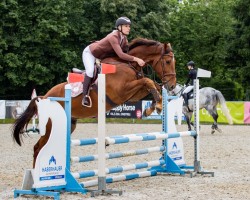 jumper Cero Gold (Oldenburg show jumper, 2021, from Cero Blue Tn)