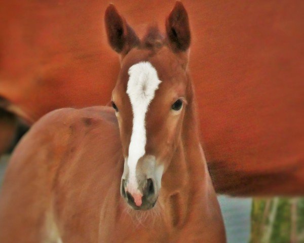 foal by HF v. Escamillo (Hanoverian, 2025, from Escamillo)