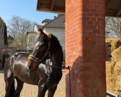 horse Dragon Girl 2 (Hanoverian, 2016, from Dragon Hill)