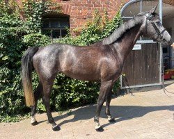 jumper Bambolina 8 (Holsteiner, 2020, from Brantzau)