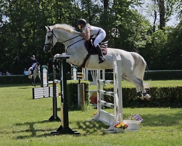 Springpferd Cortino (Hannoveraner, 2008, von Calido I)