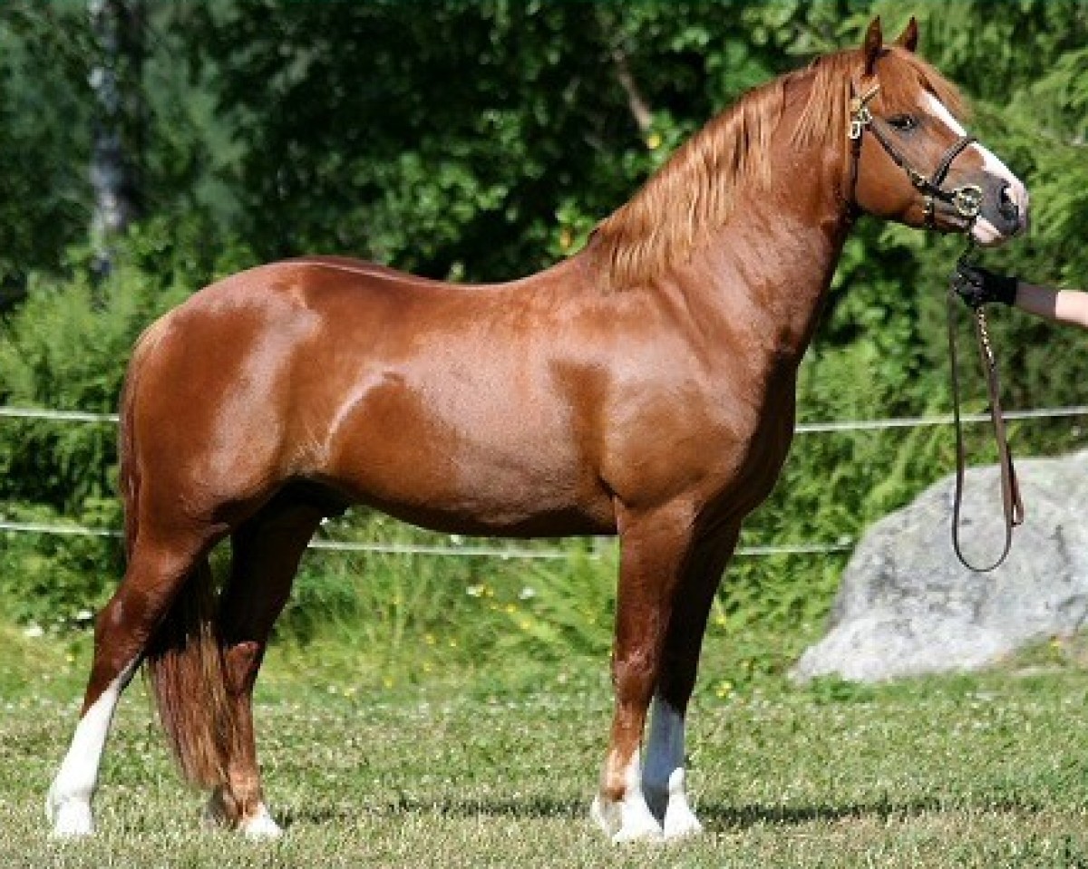 Deckhengst Iouar Celt 1 WC (Welsh-Cob (Sek. C), 2001, von Menai Rancher)