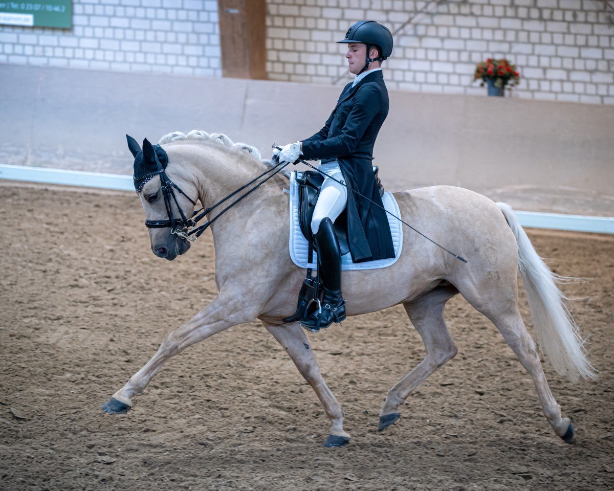 Zuchtstute Daily Nice K (Deutsches Reitpony, 2016, von Dating AT NRW)