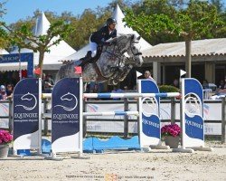 jumper Mccape F (KWPN (Royal Dutch Sporthorse), 2017, from Cape Coral Rbf Z)