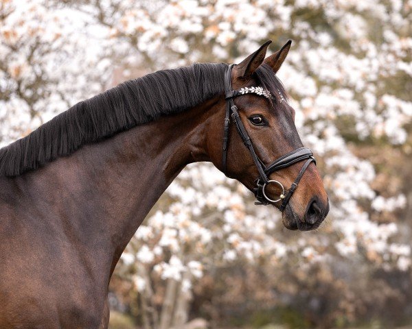 horse Julietta M (Hanoverian, 2020, from Jovian)