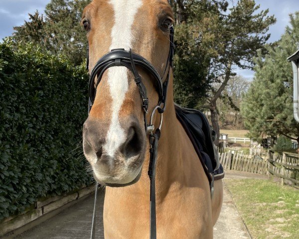 horse Jamine de Thurin (KWPN (Royal Dutch Sporthorse), 2014, from Glasgow van het Merelsnest)