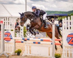 jumper Quitte 27 (Oldenburg show jumper, 2014, from Quick Star IV CH)