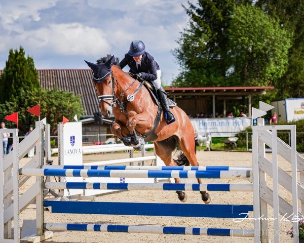 jumper Samba 208 (Belgian Warmblood, 2018, from Aimar van het Polderhof)