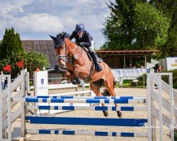 jumper Samba 208 (Belgian Warmblood, 2018, from Aimar van het Polderhof)