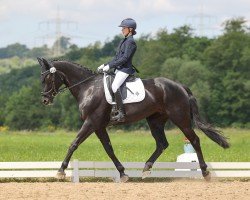 dressage horse Damons Finesse (German Sport Horse, 2015, from Damon Hill)