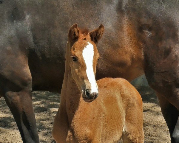 foal by SF v. Va Bene (Hanoverian, 2025, from DSP VA Bene) foal by SF v. Va Bene (Hanoverian, 2025, from DSP VA Bene)