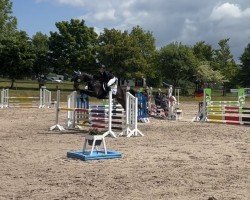 jumper Faro 134 (Hanoverian, 2008, from Fidertanz)