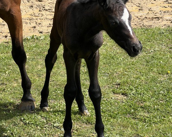 Pferd Calia M (Westfale, 2024, von Cornet Obolensky)