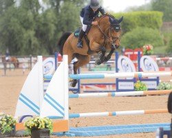 Springpferd Jump The Gun (Irisches Reitpferd, 2018, von I'm Special de Muze)