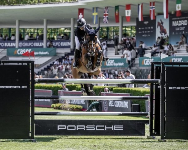 jumper Melusina BVL Z (Zangersheide riding horse, 2014, from Mylord Carthago)