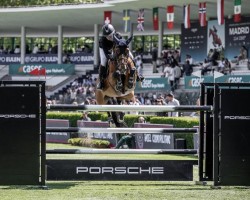 jumper Melusina BVL Z (Zangersheide riding horse, 2014, from Mylord Carthago)