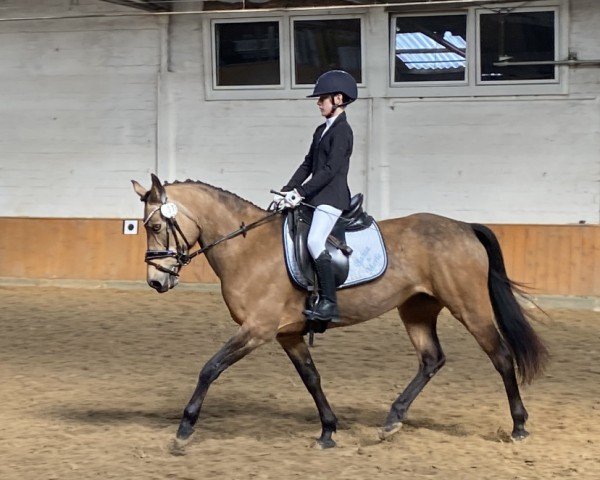 dressage horse Bahia-Blue in the dark (German Riding Pony, 2009, from Nacromancer in the dark)