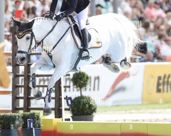 Zuchtstute Cornetta 24 (Oldenburger Springpferd, 2006, von Cornet Obolensky)
