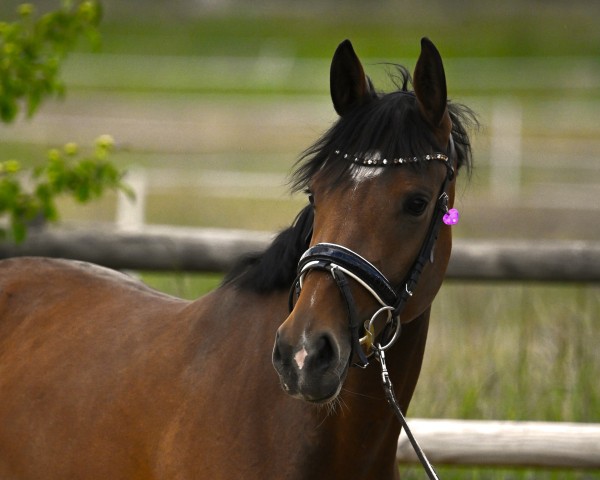 horse Velicia Bella (Hanoverian, 2021, from Va' Pensiero FRH)