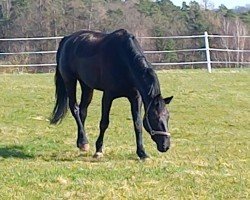 Springpferd La Finya (unbekannt, 2016, von Ecclestone)