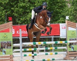 Springpferd Ballini (Deutsches Sportpferd, 2019, von Balou du Rouet)