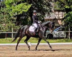 dressage horse Samiro 43 (German Sport Horse, 2009, from Sarotti 43)