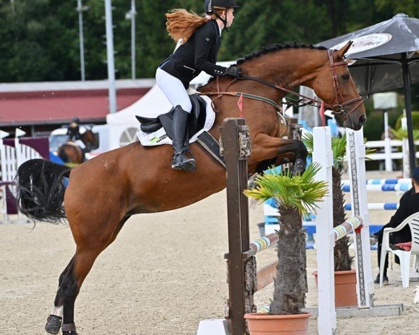 jumper Indian Rose 5 (KWPN (Royal Dutch Sporthorse), 2013, from Gaillard de La Pomme)