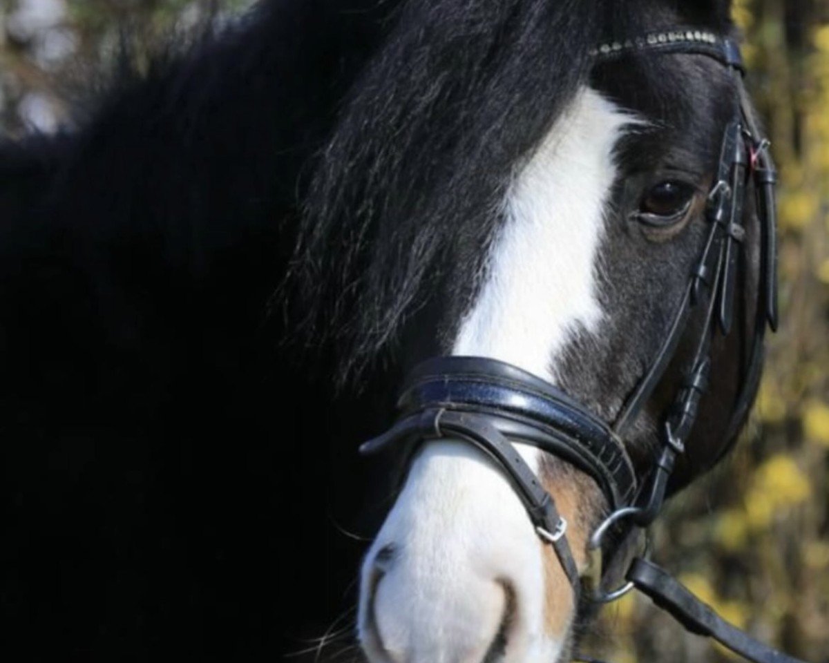 Dressurpferd Amaretto Starlight (Pony ohne Rassebezeichnung, 2016)