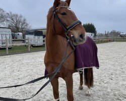 jumper Grandessa Liletta (Alt-Oldenburger / Ostfriesen, 2017, from Gustav von Glücksburg)