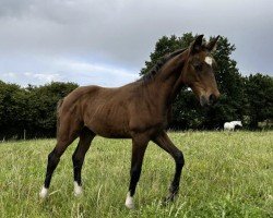 Pferd Hengst von Quel Mexx / Lucky Champ (Holsteiner, 2024, von Quel Mexx)