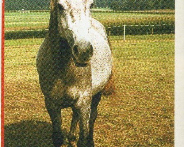 horse Carubi (Arab half breed / Partbred, 1998, from Naheed EAO)
