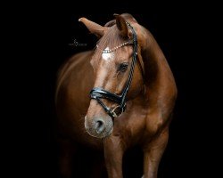 dressage horse Valentino B (Westphalian, 2011, from Vitalis)