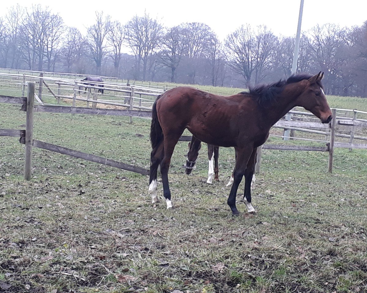 broodmare Sky Pearl MS (Westphalian, 2023, from Sky)