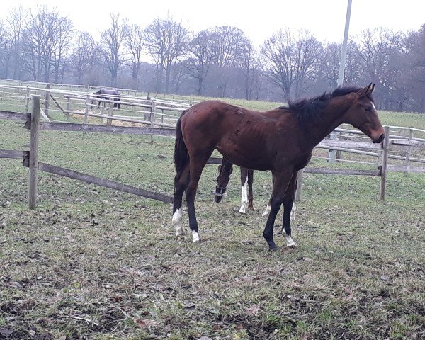 broodmare Sky Pearl MS (Westphalian, 2023, from Sky)