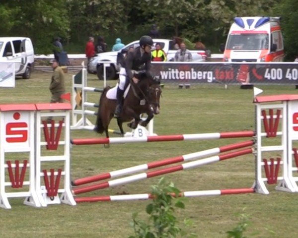 Springpferd Daqueena (Deutsches Reitpony, 2012, von Don Diabolo NRW)