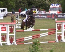 Springpferd Daqueena (Deutsches Reitpony, 2012, von Don Diabolo NRW)